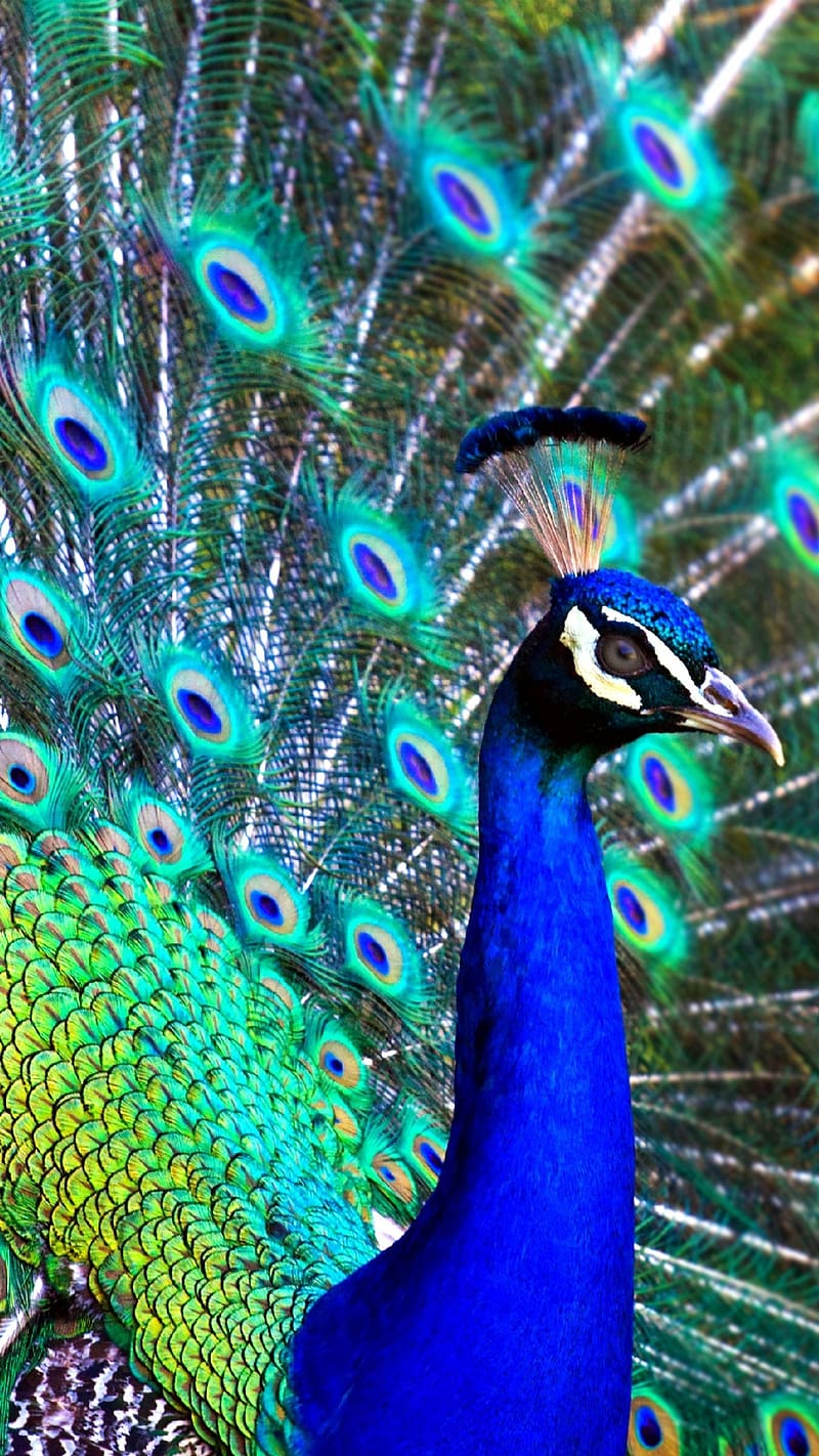 Samsung Galaxy, Peacock, national bird, HD phone wallpaper