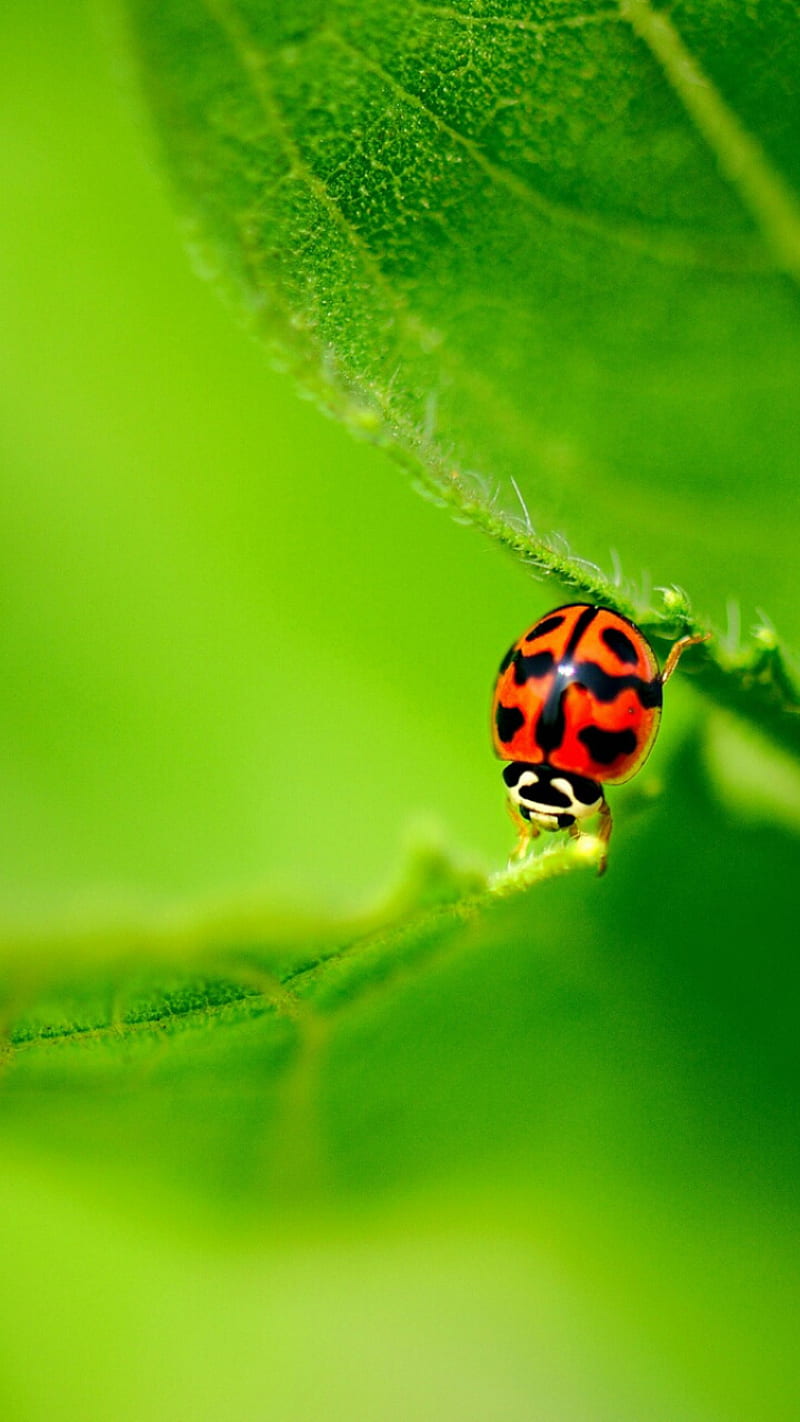 ladybug on leaf, bug, green, HD phone wallpaper
