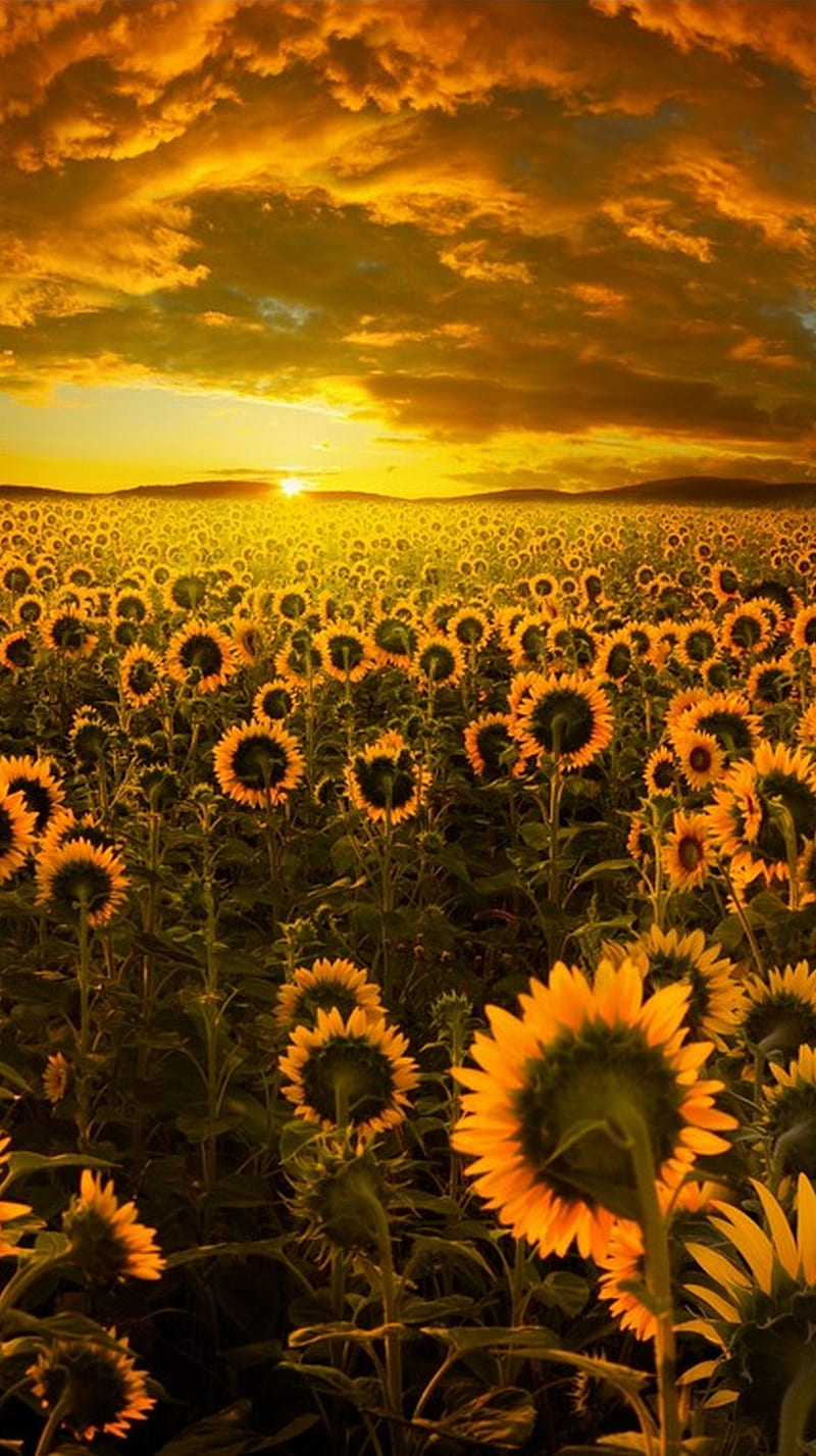 Sunflower Field, apple, field, flower, iphone, romania, sunflower, sunrise,  sunset, HD phone wallpaper | Peakpx
