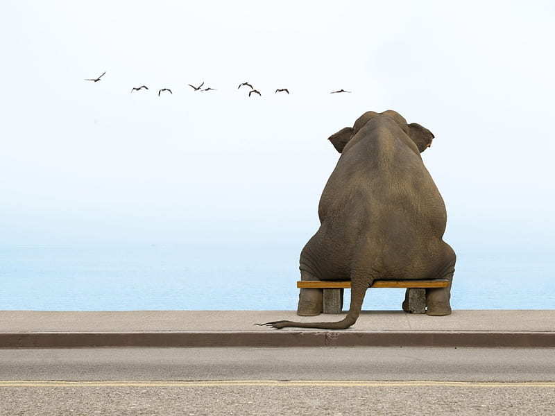 Here's Attitude, life s a, elephant, laugh, bench, mad, animal, beach, shunning, funny, HD wallpaper
