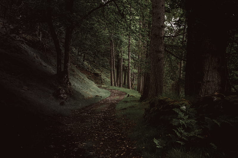 A path through a dark evergreen forest near Loch Maree, HD wallpaper