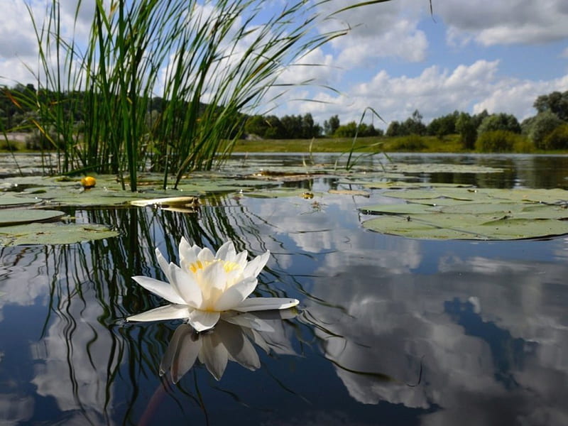 beauty in swamp, water, big, lily, white, swamp, HD wallpaper