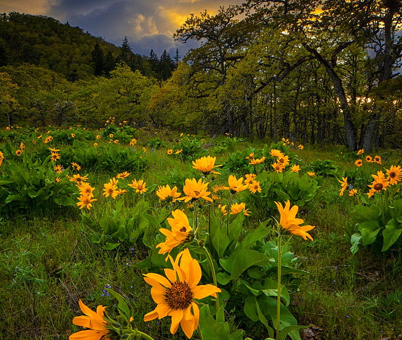 Memaloose Hills Wildflowers, grass, Oregon, bonito, trees, clouds, marguerites, mountain, flowers, sunrise, HD wallpaper