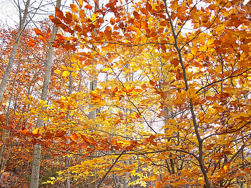 Autumn trees, forest, autumn, leaves, orange, plants, yellow, nature