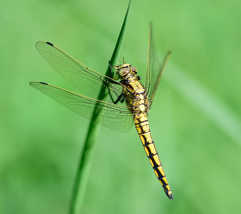 Black-Tailed Skimmer, bonito, dragonfly, green, insect, nature, squ4recrow, wow, HD wallpaper