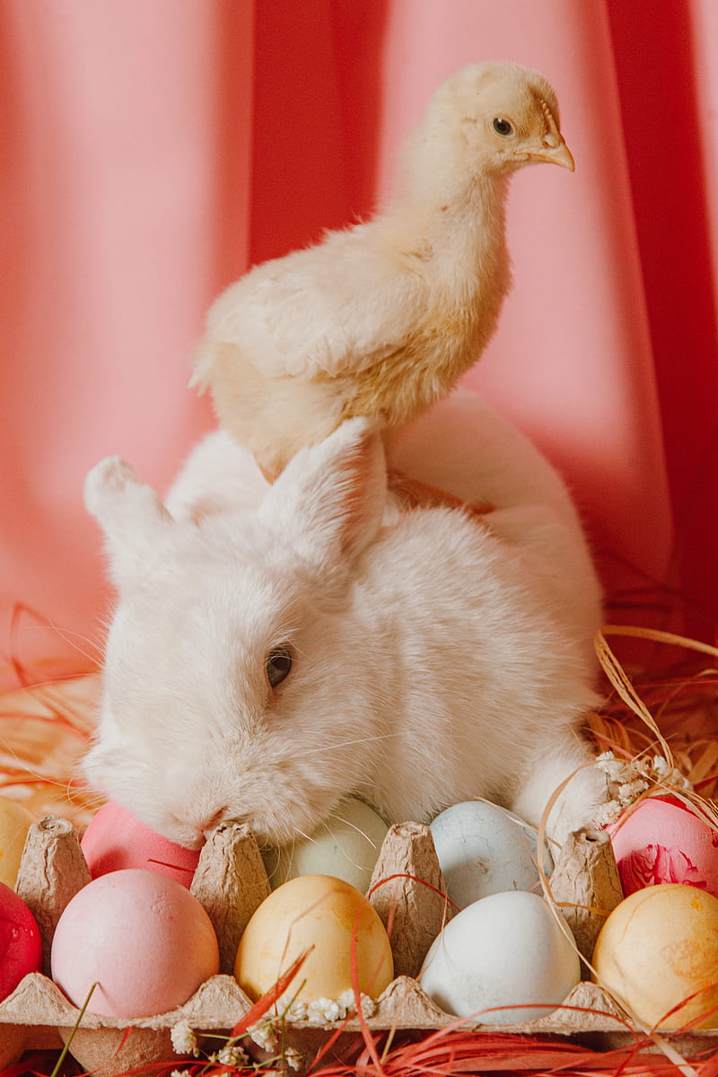 A Bunny And Chick Beside Colored Eggs, HD phone wallpaper