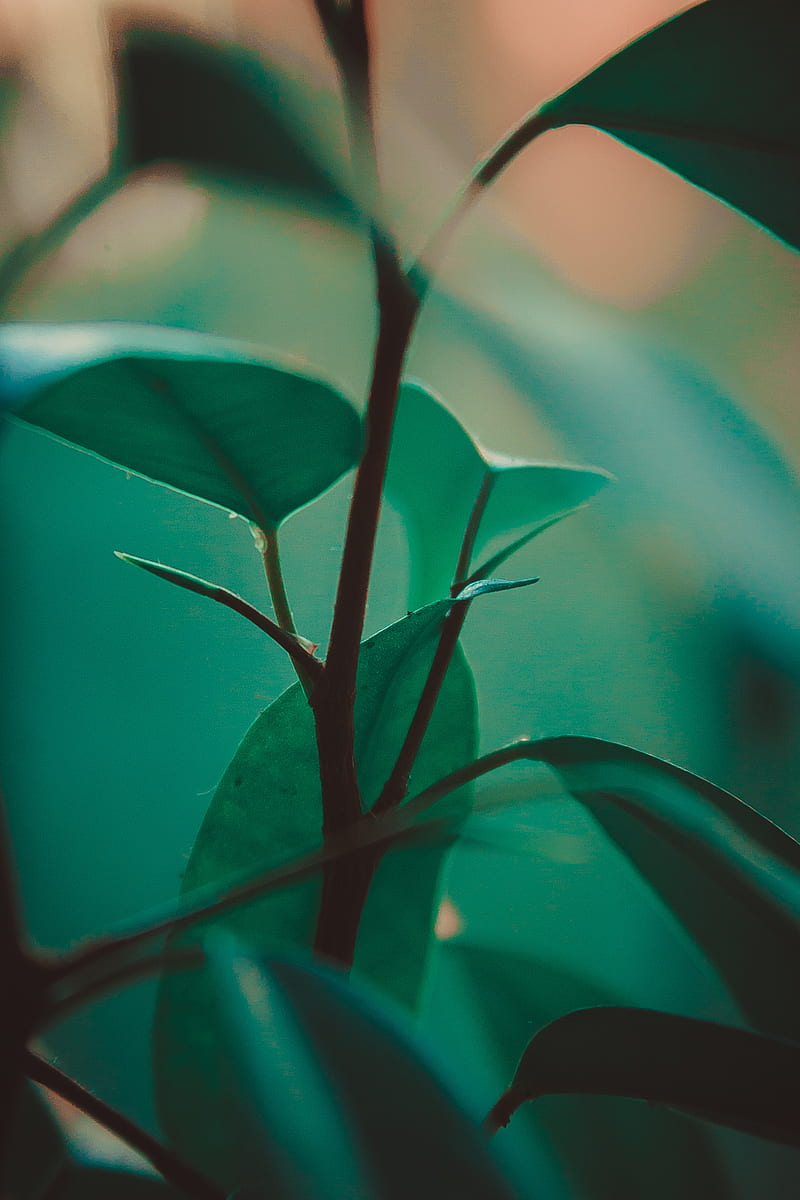 leaves, stem, plant, green, exotic, HD phone wallpaper