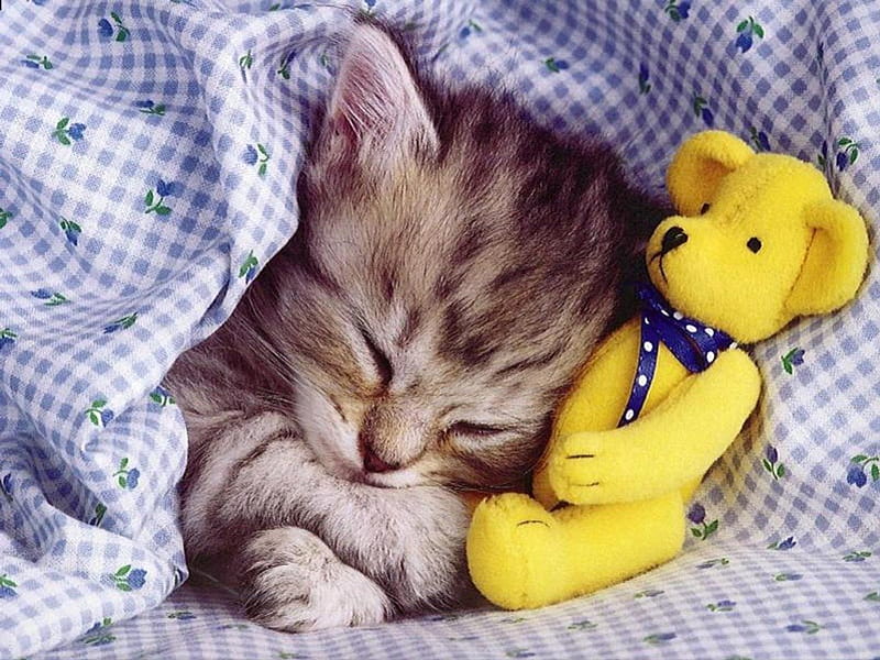 Kitten, cute, paws, napping, teddy bear, HD wallpaper