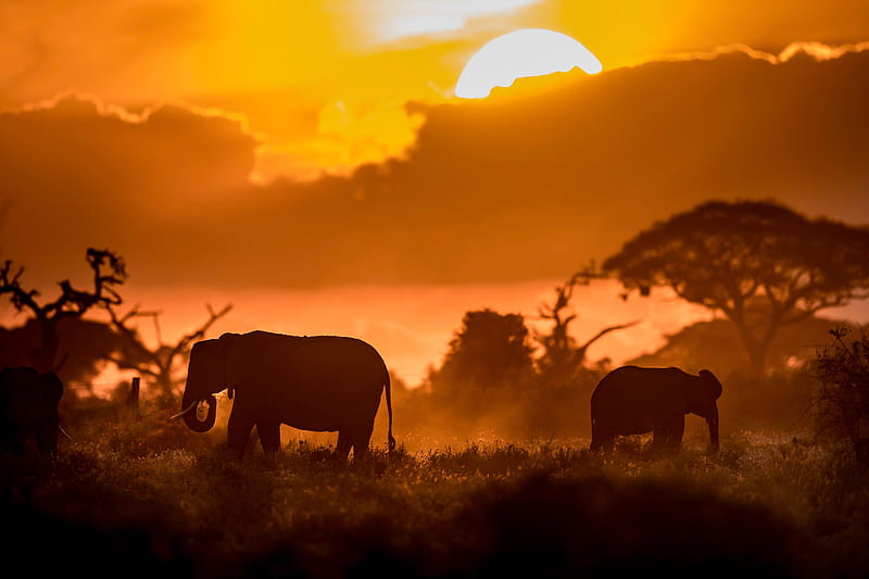 Animal, Elephant, Silhouette, Sunset, Wildlife, HD wallpaper