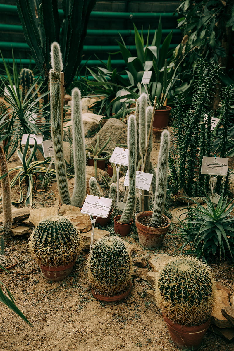 Green Cactus Plants on Brown Soil, HD phone wallpaper