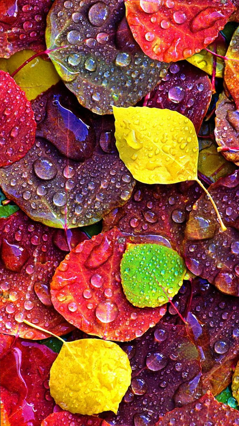 Wet Leaves, leaf, rainy, HD phone wallpaper