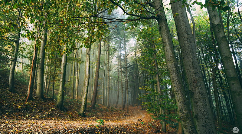 Forest Scene Ultra, Nature, Forests, Autumn, Trees, Light, Leaves, Street, Forest, Mist, Foggy, Austria, Fall, tall trees, Path, gravel, Haze, fogscape, forestscape, HD wallpaper
