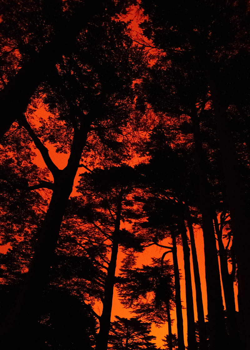 trees, silhouette, sunset, black, HD phone wallpaper