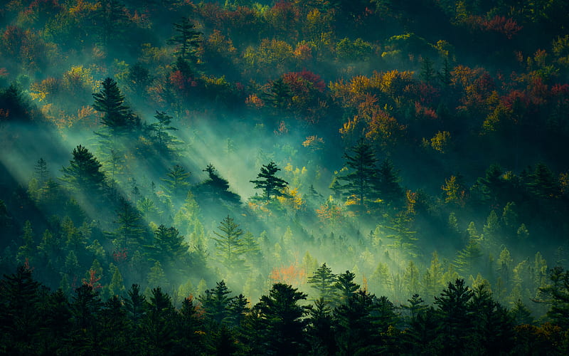 Morning Mist, autumn, forest, landscapes, light, pine, ray, scenery, sunrise, sunset, tree, HD wallpaper