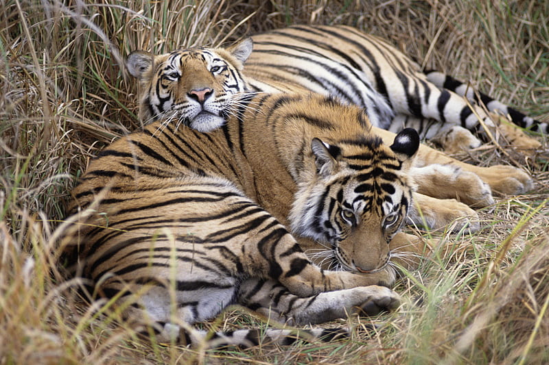 Resting Tiger Couple, at ease, resting, tigers, bonito, majestic, cats, animals, HD wallpaper
