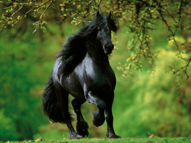 Black Horse, stallion, cavalo, horse, animal, HD wallpaper