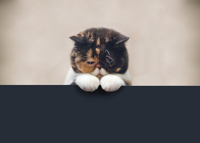 sad kitten pictures