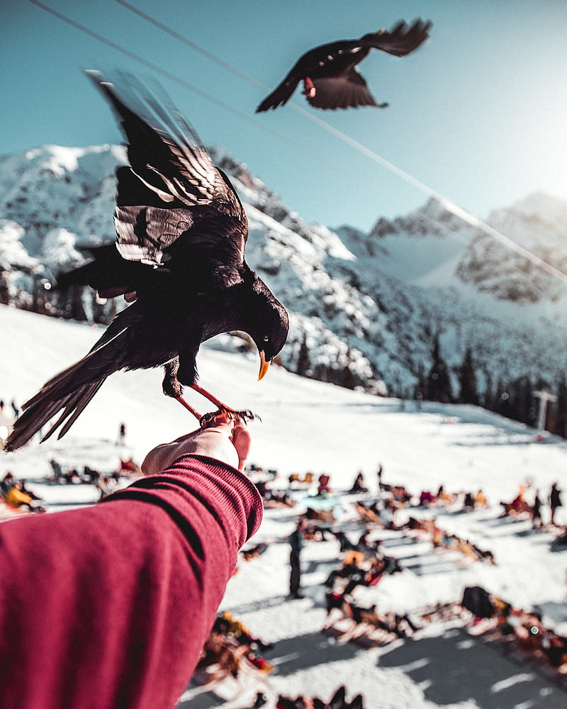 raven, hand, bird, blur, mountains, HD phone wallpaper