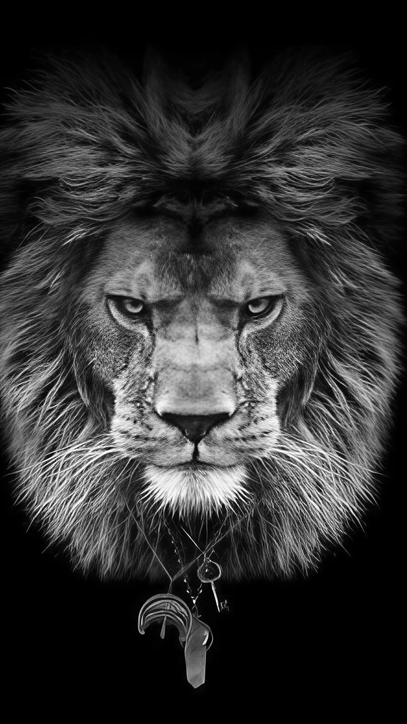 Sabse Khatarnak, black and white lion, lion, animal, HD phone wallpaper