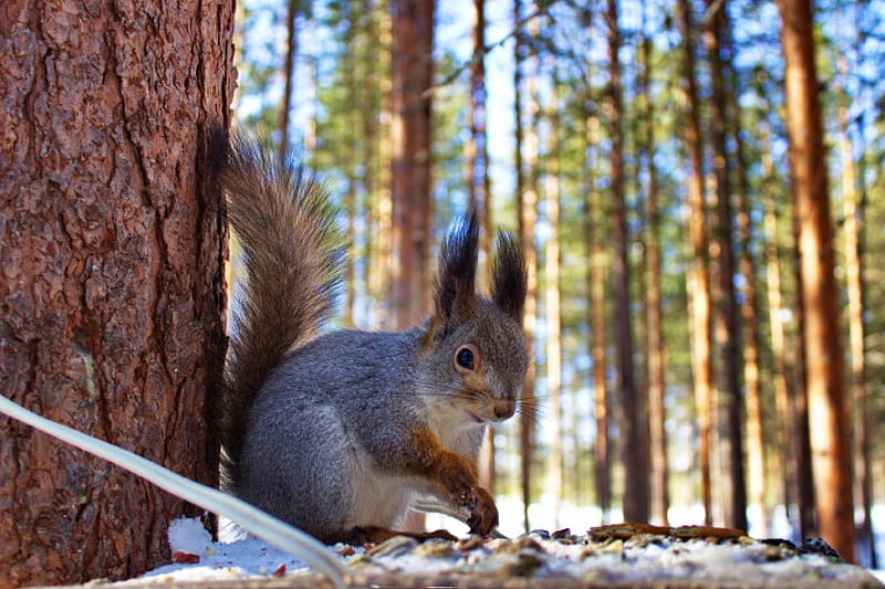 Preparing for Winter, trees, snow, sunlight, squirrels, HD wallpaper