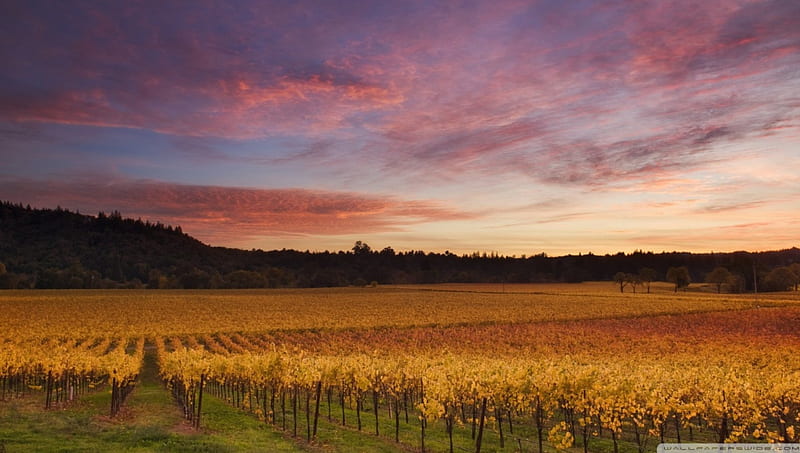 vines in russian river valley california, vines, sunset, valley, mountains, HD wallpaper