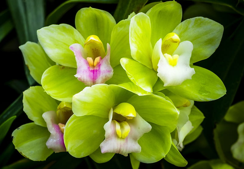Orquídeas, verde, orquídea, textura, flor, piel, blanco, Fondo de pantalla  HD | Peakpx