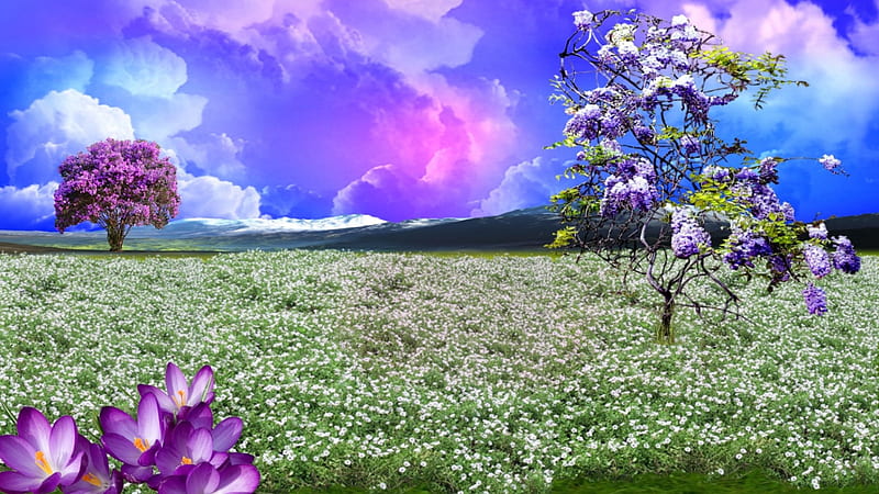 ~*~ Flowery Field ~*~, flowery field, flowers trees, narure, mountains, spring, sunset, landscape, HD wallpaper