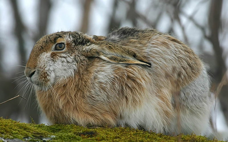 rabbit hare fluffy ears-Animal, HD wallpaper