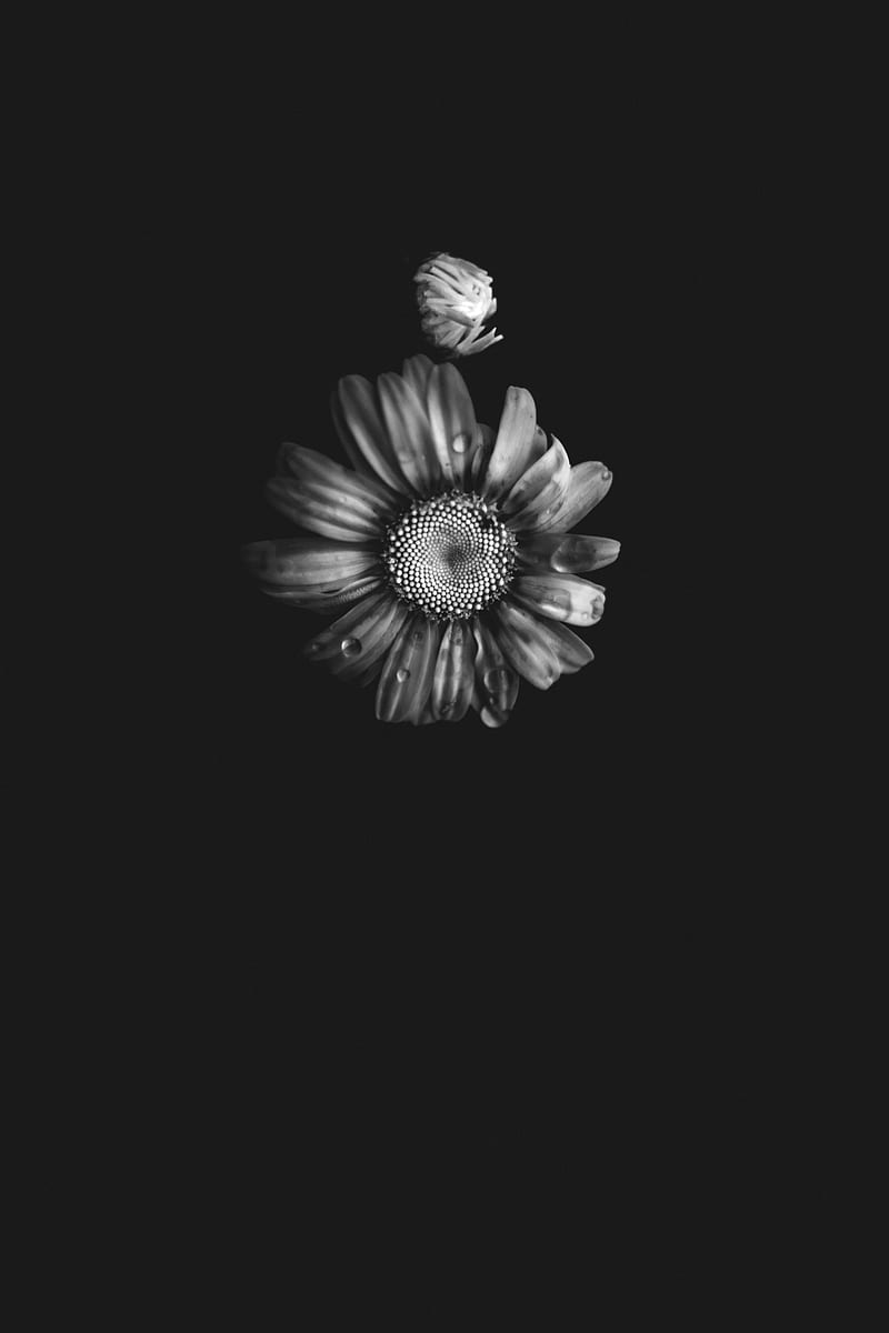 flowers, petals, buds, drops, black and white, HD phone wallpaper