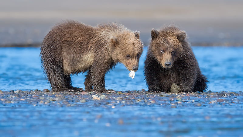 Grizzly Bears Animals, HD wallpaper