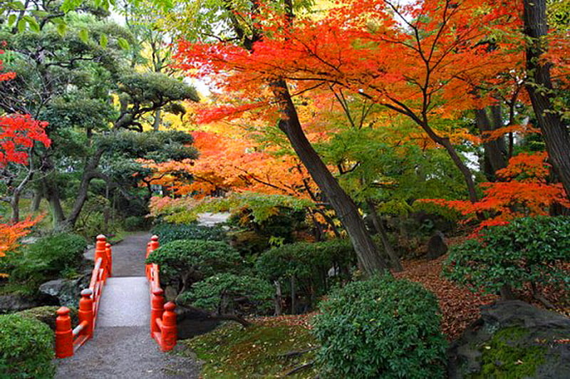 Little red bridge, fall, green, orange and gold, trees, bushes, red ...