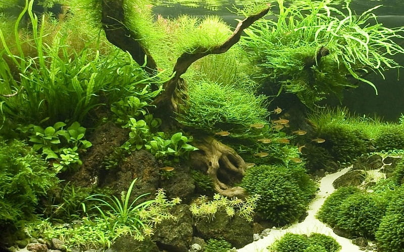 Aquarium, pond, tank, fish, HD wallpaper