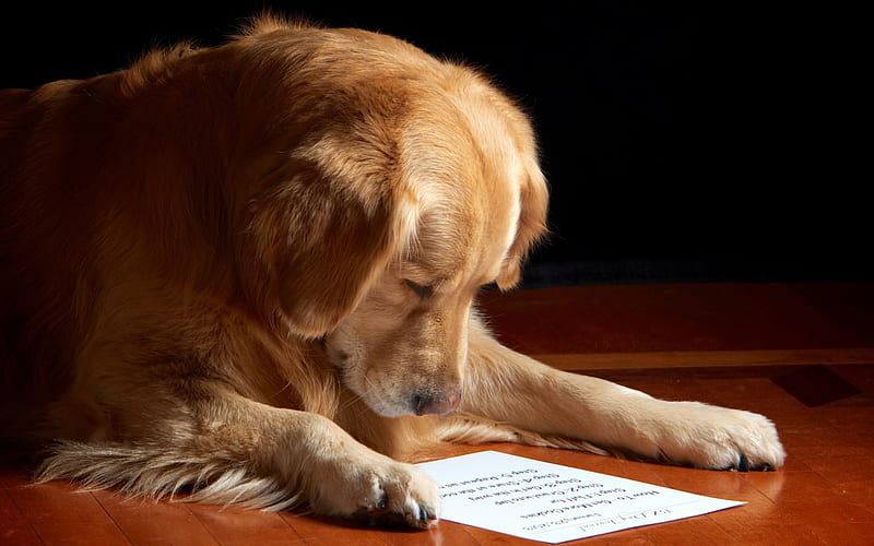 Smart dog ***, reading, smart, animals, dogs, dog, animal, HD wallpaper |  Peakpx