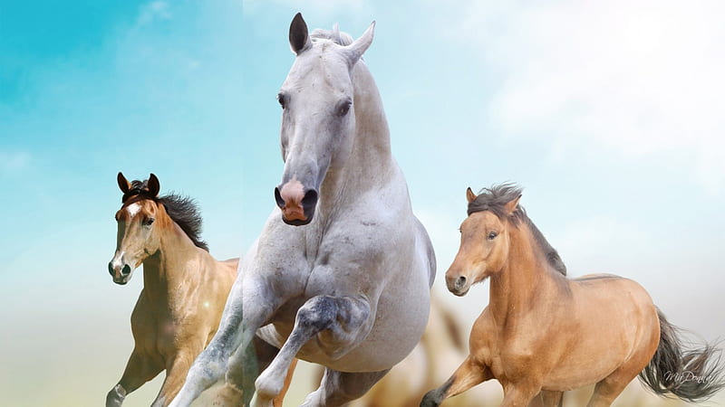 Three Horses, farm, sunny day, equestrian, galloping, rodeo, ranch, horse, sky, HD wallpaper