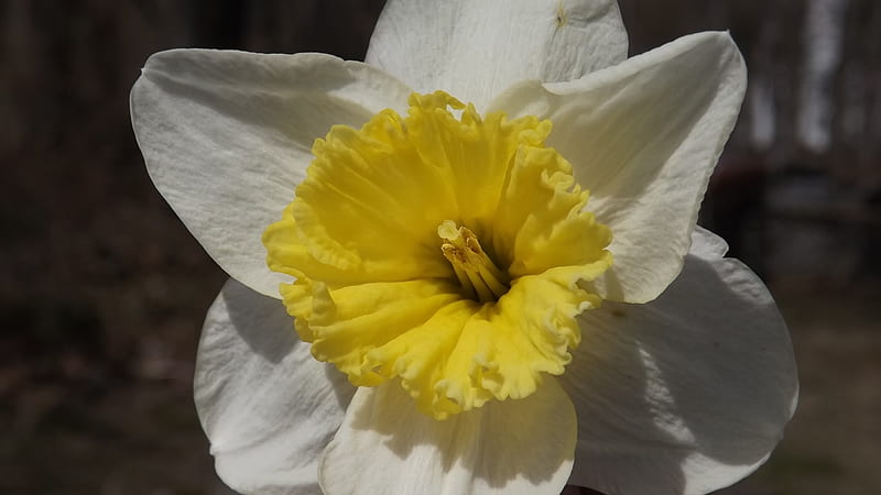 Early spring daffodil, close-up graphy, flower, natures glory, spring blooms, HD wallpaper