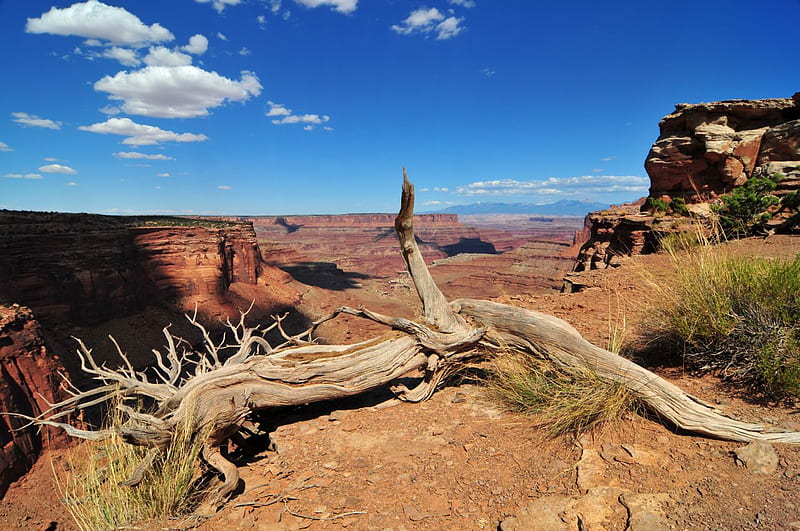 Canyonlands, utah, clouds, canyon, dead tree, moab, HD wallpaper