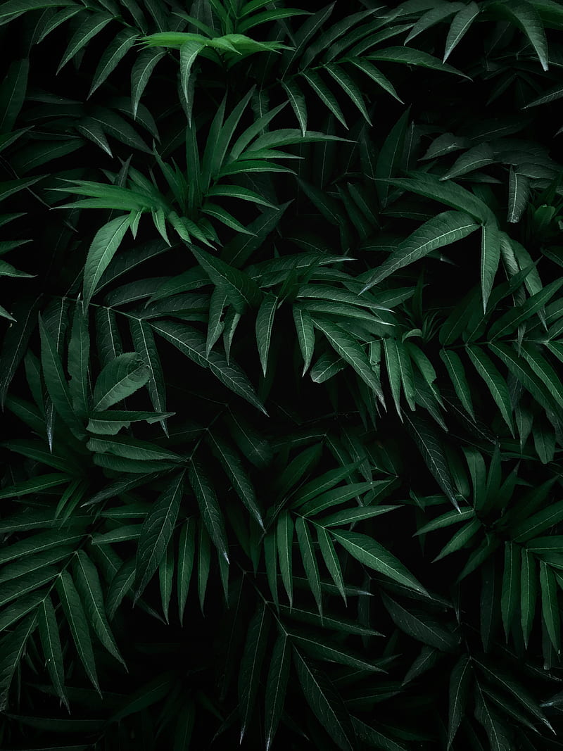 leaves, bush, branches, green, HD phone wallpaper