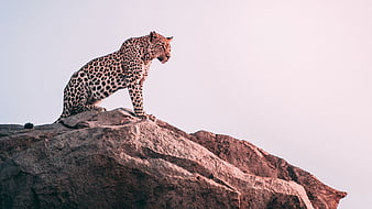Cheetah Sight, cheetah, animals, HD wallpaper