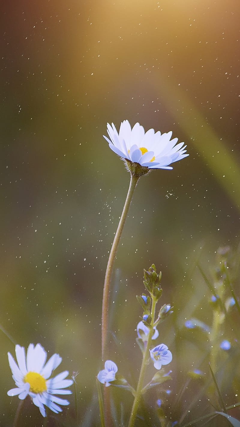 Daisy Blossom , flowers, white, nature, HD phone wallpaper
