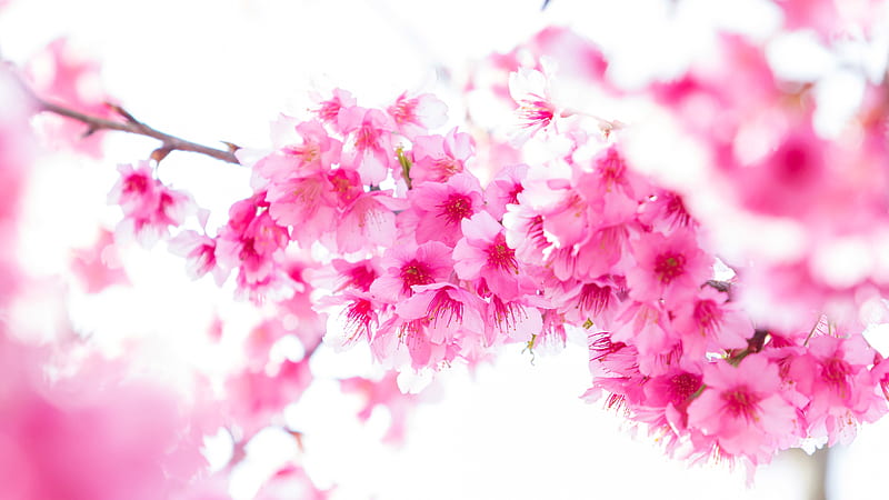 Spring Blossom Sakura Pink Flowers In White Background Flowers, HD wallpaper