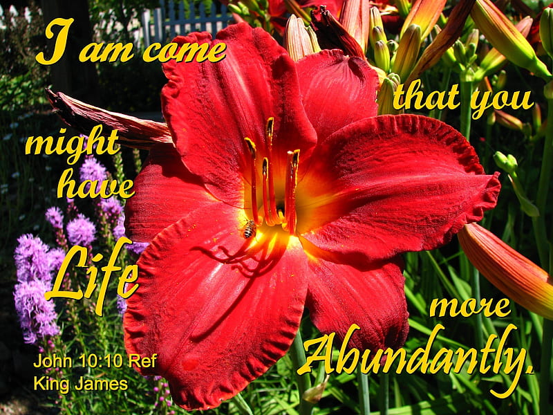 Life Abundant, flowers, lilies, Bible, inspirational, HD wallpaper