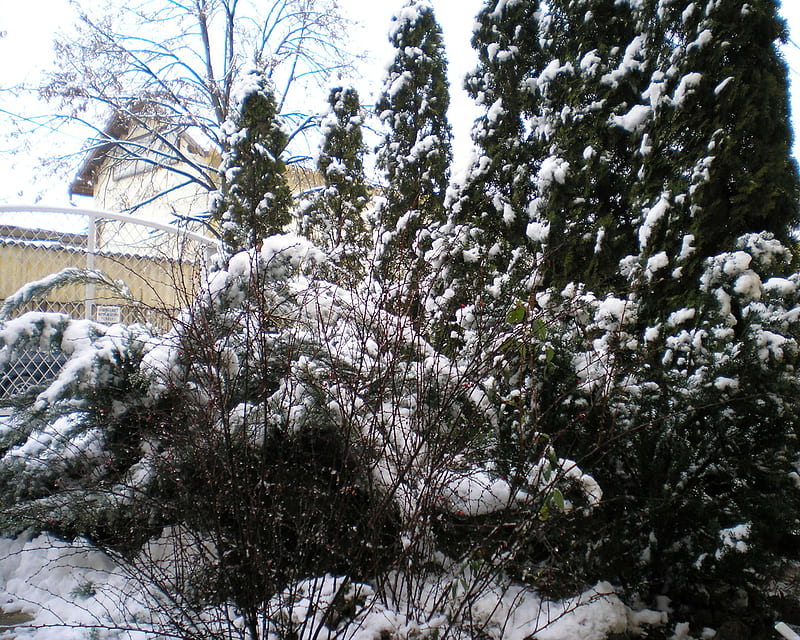 Téli kert - Winter garden, wintergarden, 1280x1024, rtuszendi, HD wallpaper