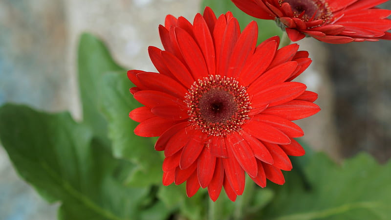 Gerbera, red, plant, Gabera, asterids, 3840x2160, crimson, Gerbera jamesonii, Flowers, Flower, HD wallpaper