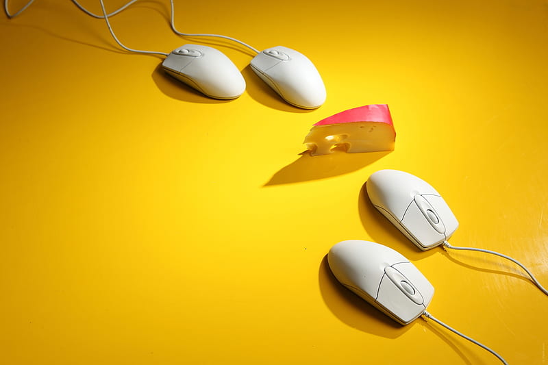 Temptation, mouse, cheese, slice, yellow, funny, creative, situation, HD wallpaper