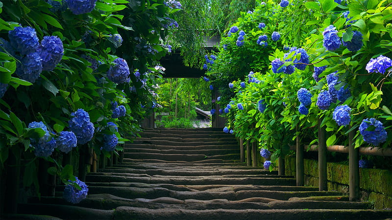 Steps Between Purple Flowers With Green Leaves Plants Green, HD wallpaper