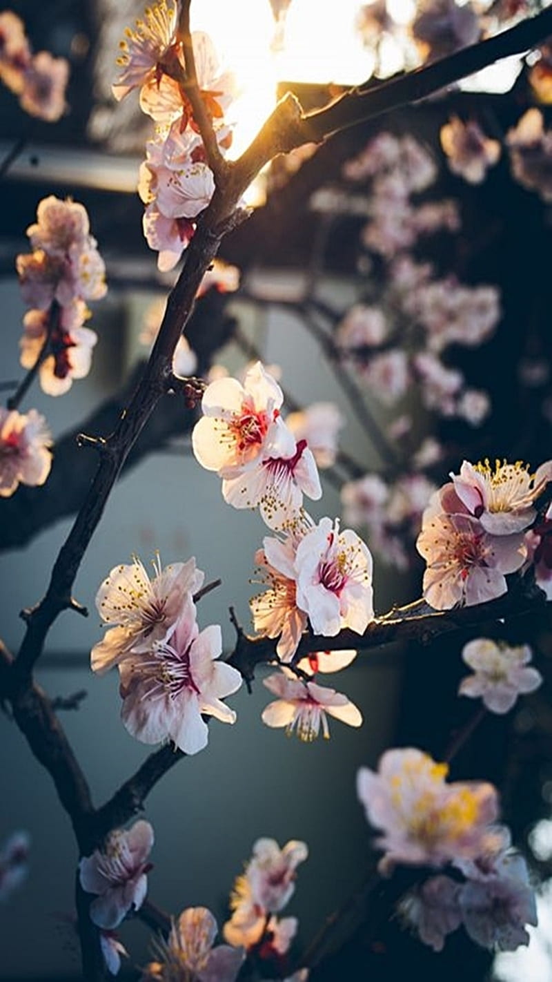 Flores Sakura, nature, HD phone wallpaper