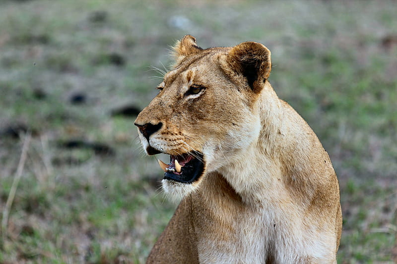 lion, lioness, grin, predator, wildlife, HD wallpaper