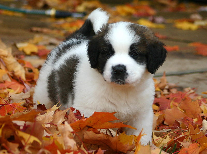 St Bernard puppy, furry, cute, leaves, puppy, HD wallpaper