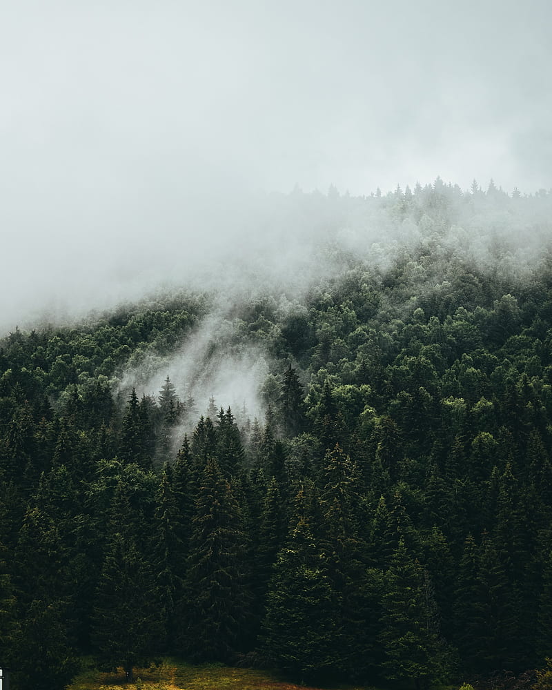 spruce, fog, forest, trees, sky, HD phone wallpaper