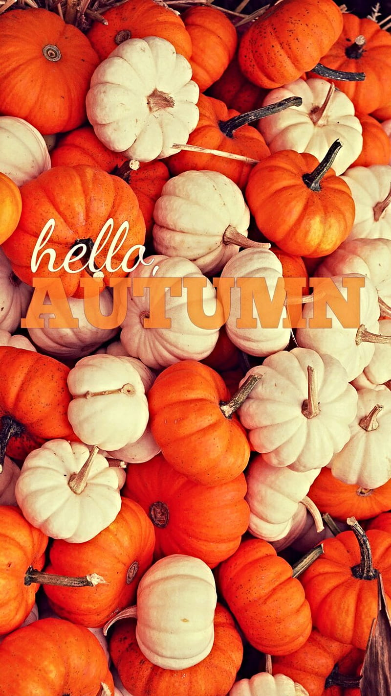 Hello Autumn , cute, fall, fall scenes, pumpkin, scenes, HD phone wallpaper